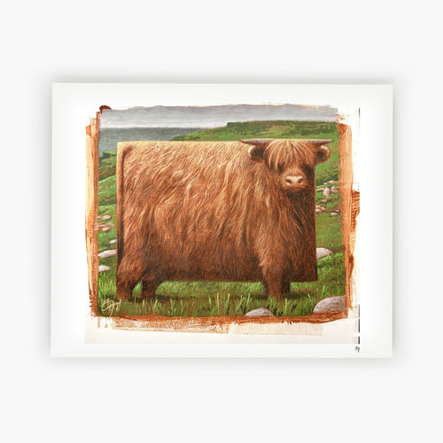 Scottish Highland Cow